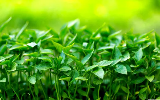 高清唯美绿色草叶