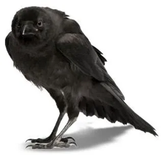 乌鸦 PNG免抠