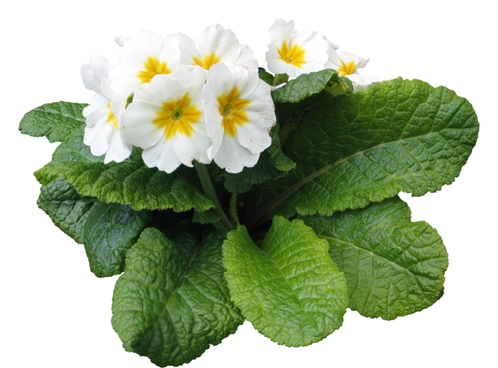 高清树木素材 免抠PSD植物素材 美术绘画园林贴图 树草灌木花草