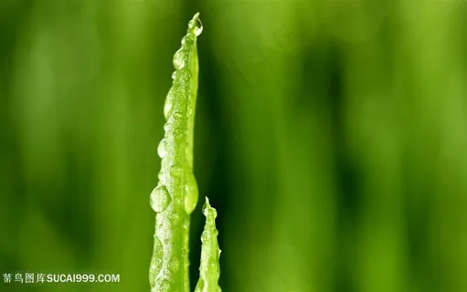 素食豆芽图片 素食豆芽图片