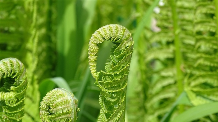 蕨类植物摄影