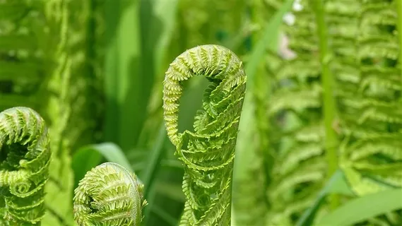 蕨类植物摄影 蕨类植物摄影