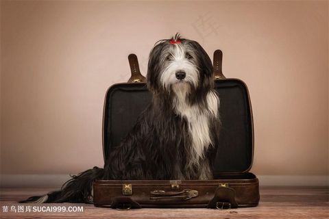 皮箱里的可爱长毛狗狗图片