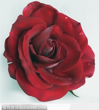 逼真AI玫瑰花朵绘制