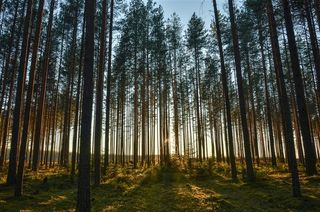 唯美高清大树树林风景图片