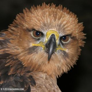 炸毛老鹰设计素材图片