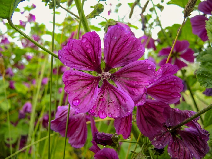 雨后木槿花朵图片