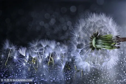 唯美蒲公英与花瓣鲜花图片 唯美蒲公英与花瓣鲜花图片