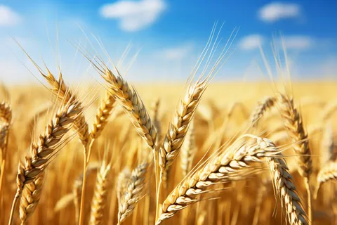 秋天蓝天白云下的小麦田麦穗摄影图