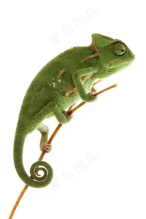 一只绿色的变色龙