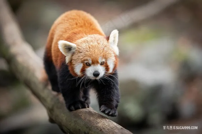 小熊猫摄影图片