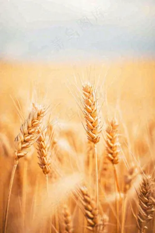 秋天收获小麦收割落日，秋分芒种小满粮食摄影图