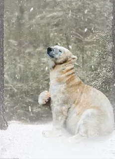 圣诞节冬天背景风景