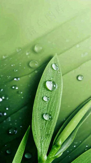 春天树叶草叶上晶莹剔透的水珠，雨水摄影图