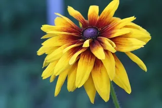 夏季植物花朵图片