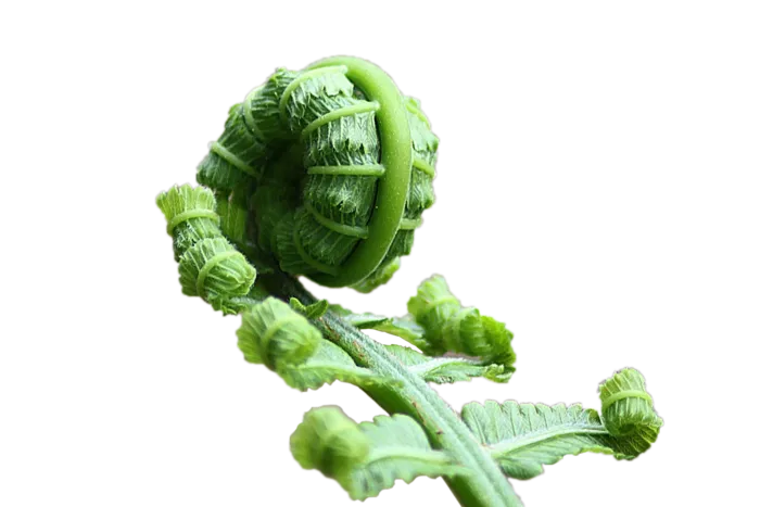 植物|绿叶|花卉|树叶|PNG|免扣元素