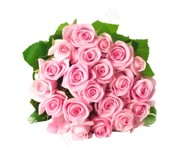 一束玫瑰花 一束玫瑰花