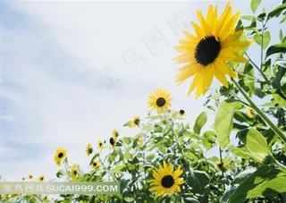 菊花园鲜花特写