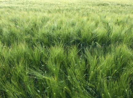 麦田绿色小麦背景图片