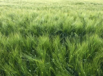 麦田绿色小麦背景图片