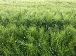 麦田绿色小麦背景图片