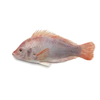 鱼类(69)海鲜超市商品红酒白底图免抠实物摄影png格式图片透明底