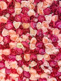 玫瑰花墙背景图片 玫瑰花墙背景图片