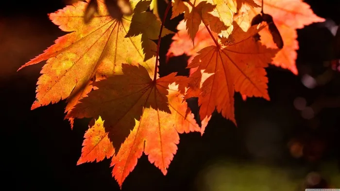 秋天的枫叶哦