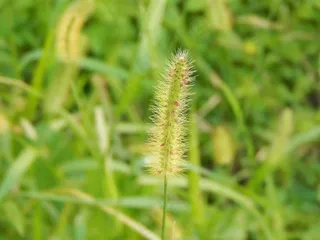 狗尾巴草素材图片