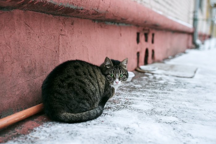 可爱猫咪猫猫摄影素材