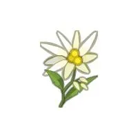 雪绒花 PNG免抠(200x200)