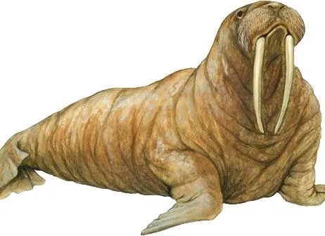 海象 PNG免抠(462x336)