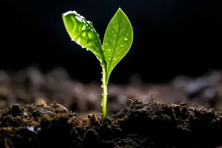 嫩芽生长土地摄影图