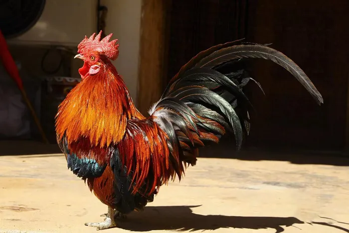 农家大公鸡图