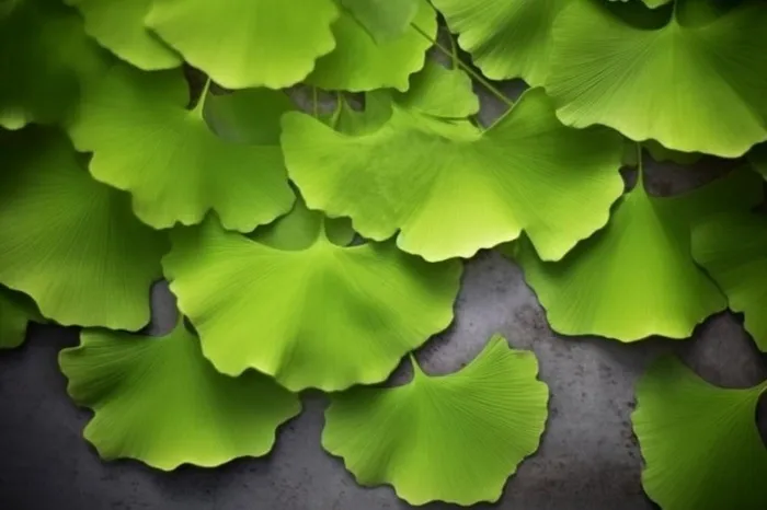 绿色银杏叶背景(1344x896)