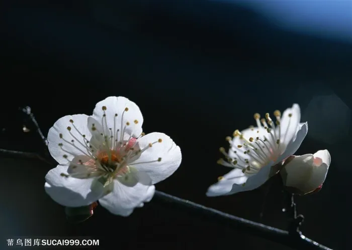 花卉物语-两朵漂亮的白色梅花