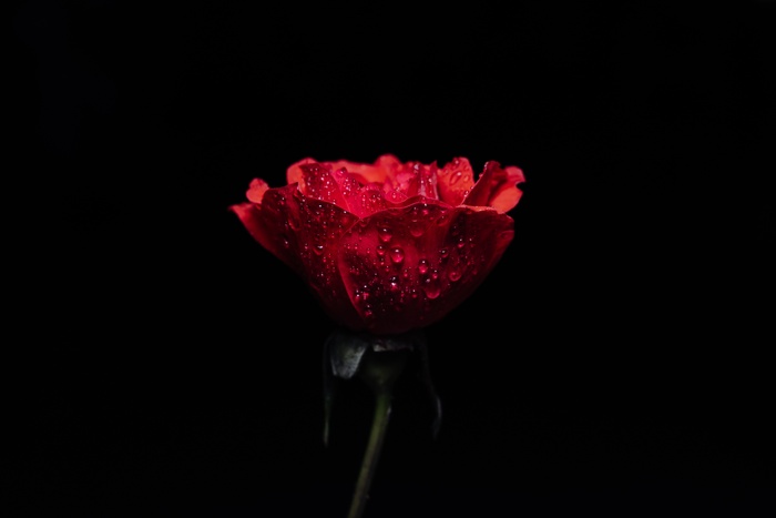 浪漫玫瑰花摄影