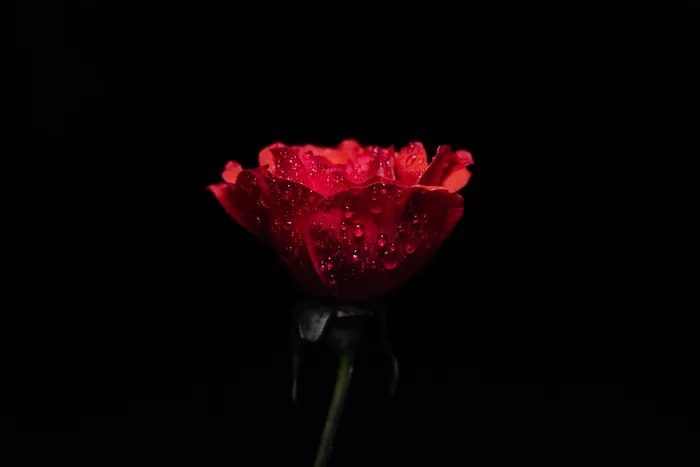 浪漫玫瑰花摄影
