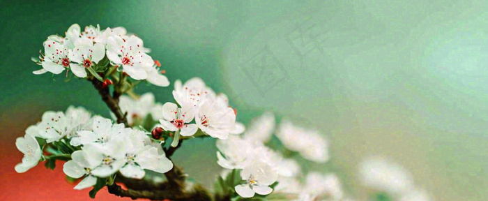 盛开的花朵立春，清新春天(1712x704)