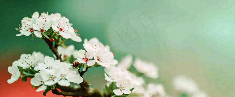 盛开的花朵立春，清新春天