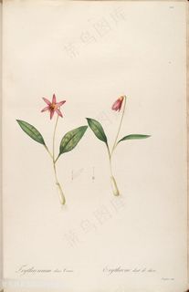 高清花草图谱雷杜德原版装饰画