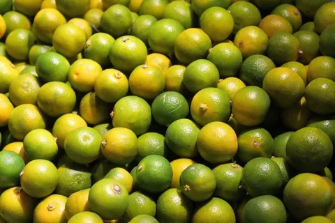 柑橘丰收图片 柑橘丰收图片