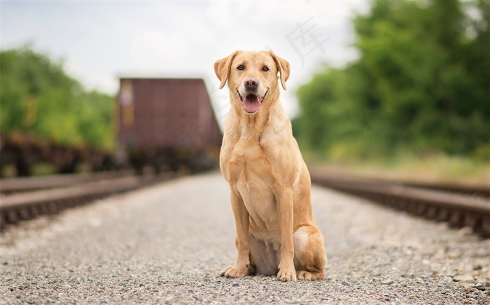 铁路上蹲坐着的拉布拉多狗狗图片