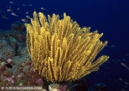 海底生物-海底世界里的黄色撅状海洋生物