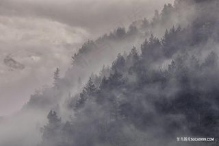 雾气森林风光图片