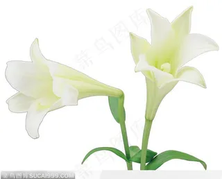 两朵白色百合花