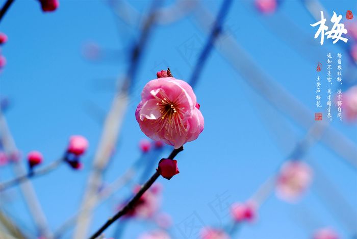 梅花高清图片下载