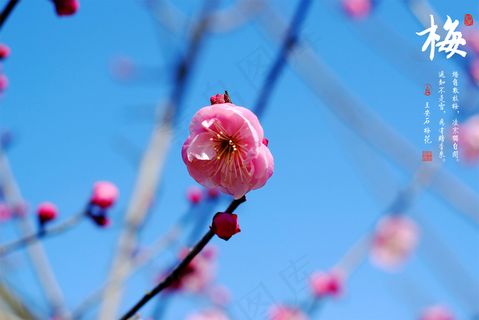 梅花高清图片下载