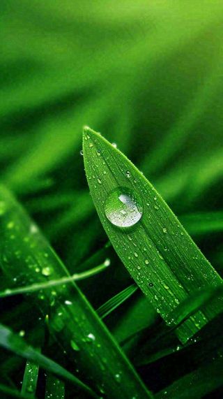 夏天绿植叶子露珠萌芽清新，雨水白露谷雨摄影图