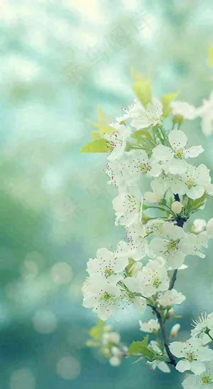 春天清新白色花朵枝叶，春分立春摄影图